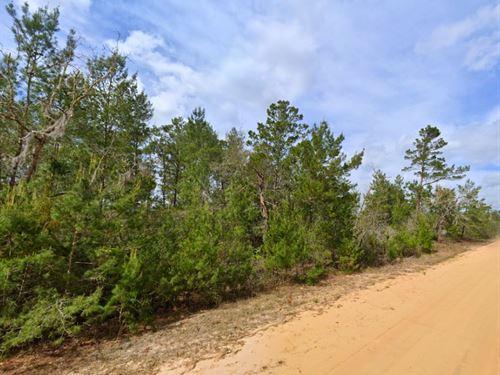 Quiet Lot Near Interlachen : Interlachen : Putnam County : Florida