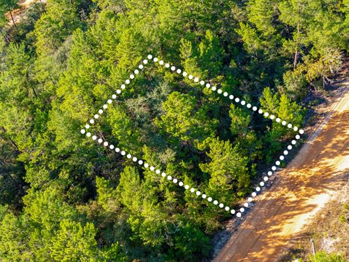 Quiet Lot Near Interlachen : Interlachen : Putnam County : Florida