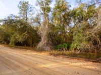 Wooded Lot, Wild Deal, $210/Mo : Interlachen : Putnam County : Florida