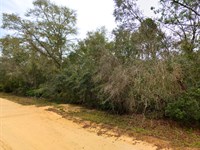 Wooded Lot, Wild Deal, $210/Mo : Interlachen : Putnam County : Florida