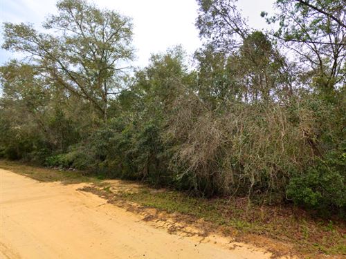 Wooded Lot, Wild Deal, $210/Mo : Interlachen : Putnam County : Florida