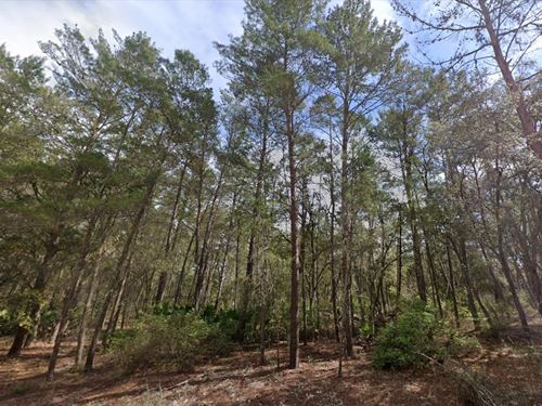 Own Sunshine and Land for $199 Down : Interlachen : Putnam County : Florida
