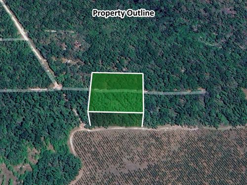 1.58 Acre Canoe Country Lot in Mayo : Mayo : Lafayette County : Florida