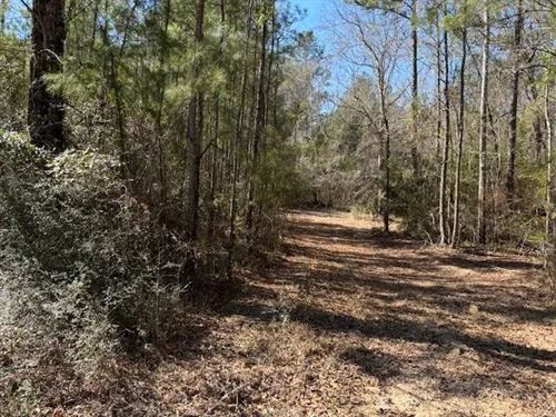 6.11 Acres Near Sandy Hook, Mississ : Sandy Hook : Walthall County : Mississippi