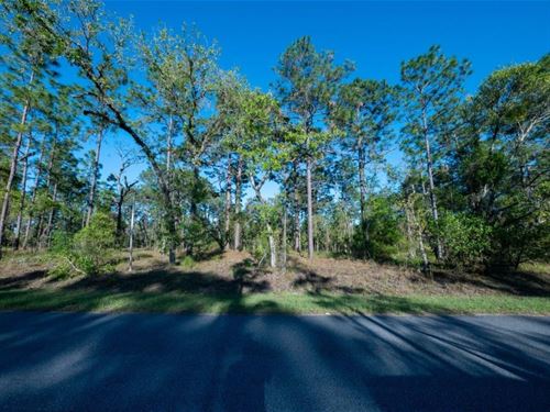 Attention All Nature Lovers : Dunnellon : Marion County : Florida