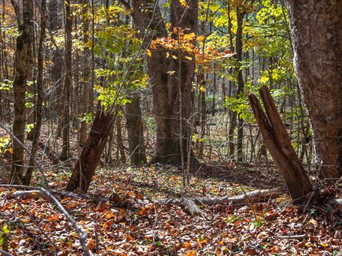 Peaceful NC Mountain Retreat : Creston : Ashe County : North Carolina