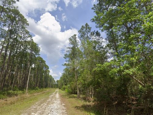 Nice Land in Georgetown Florida : Georgetown : Putnam County : Florida