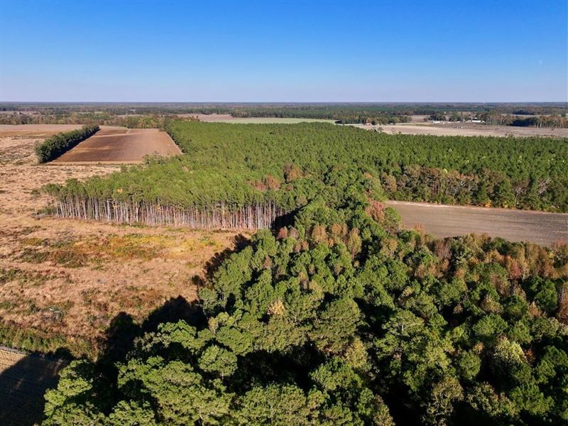 8.45 Acres of Timberland with Pond : Williamston : Martin County : North Carolina