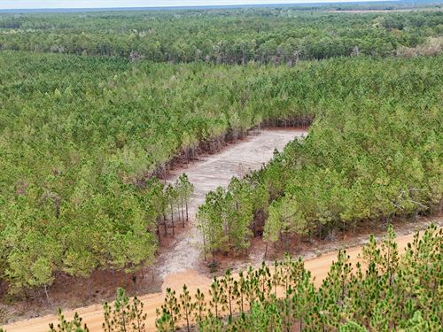 Tract 8, 4 Acres, Penny Morris : Baxley : Appling County : Georgia