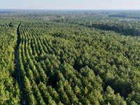 Tract 8, 4 Acres, Penny Morris : Baxley : Appling County : Georgia