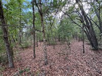 Mobile-Friendly Lot Near Lakes : Interlachen : Putnam County : Florida