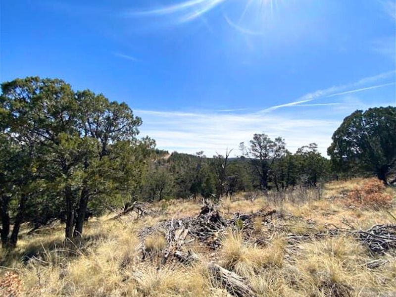 Start Your Off-Grid Journey : Timberon : Otero County : New Mexico