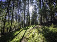 Hillside Lot, Power & Water Serv : Cloudcroft : Otero County : New Mexico