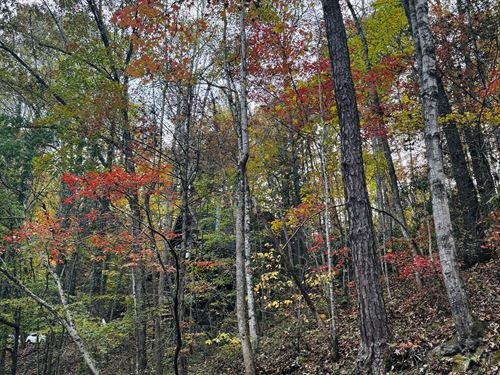 Beautiful Wooded Home Lot in Gatlin : Gatlinburg : Sevier County : Tennessee