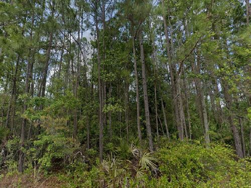 Escape The City, 1.25 Acres $443/Mo : Palatka : Putnam County : Florida