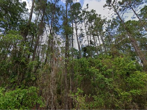 Rural Bliss in Florida, $432/Month : Palatka : Putnam County : Florida