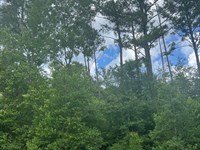 Near Madison Blue Spring, Boat Ramp : Live Oak : Suwannee County : Florida