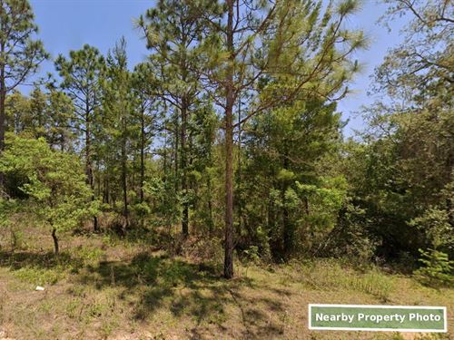 Your Private 0.57 Acres in Florida : Interlachen : Putnam County : Florida