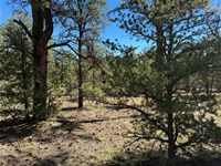 Secluded Getaway, Trees : Ramah : Cibola County : New Mexico