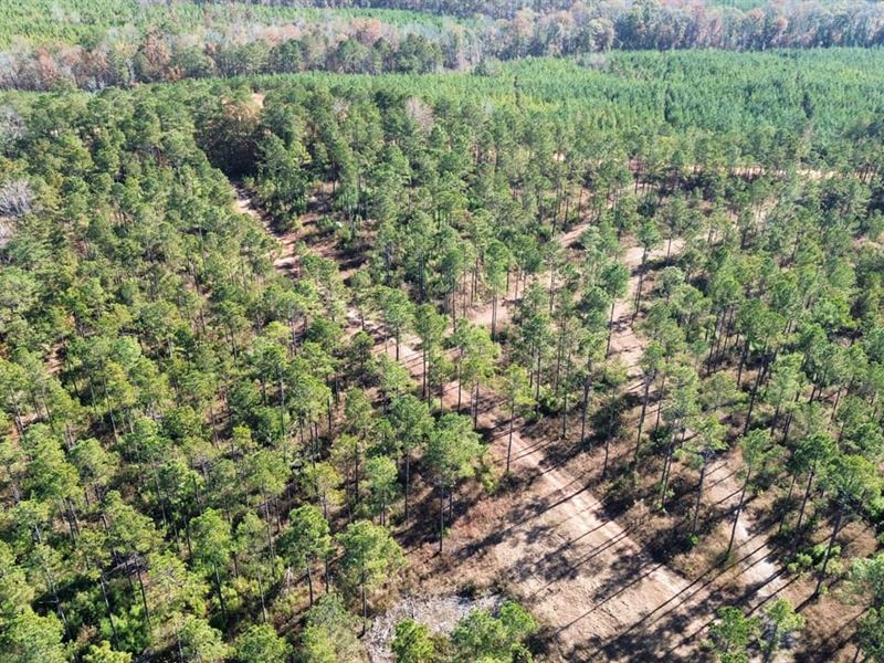 10 Acres Lee County, AL : Salem : Lee County : Alabama