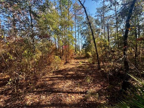 Timber River Loop 1 Acre Lot : Lee : Madison County : Florida