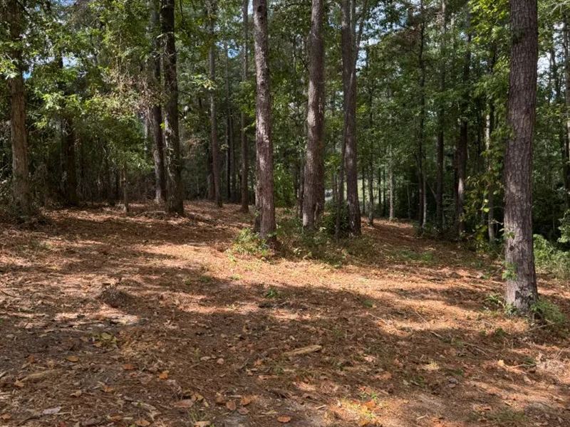1.3 Acre Lot in Lamar County, MS : Hattiesburg : Lamar County : Mississippi