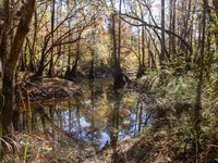 Lotts Creek Tract 5 : Statesboro : Bulloch County : Georgia