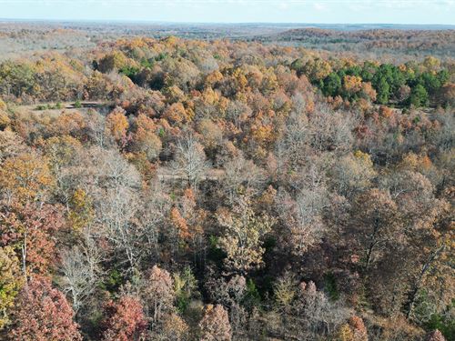 $79 Down Forest Escape : Horseshoe Bend : Izard County : Arkansas