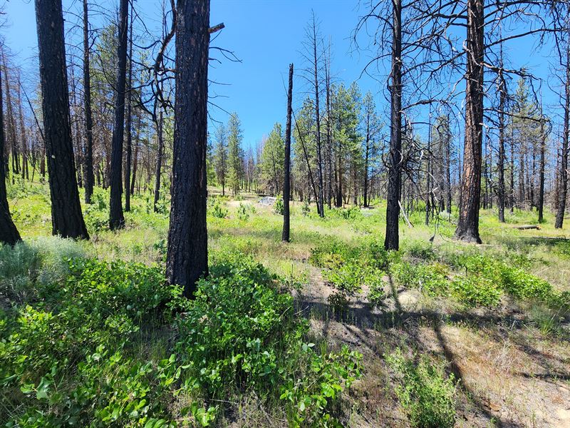 1.6 Acres of Regenerating OR Forest : Beatty : Klamath County : Oregon