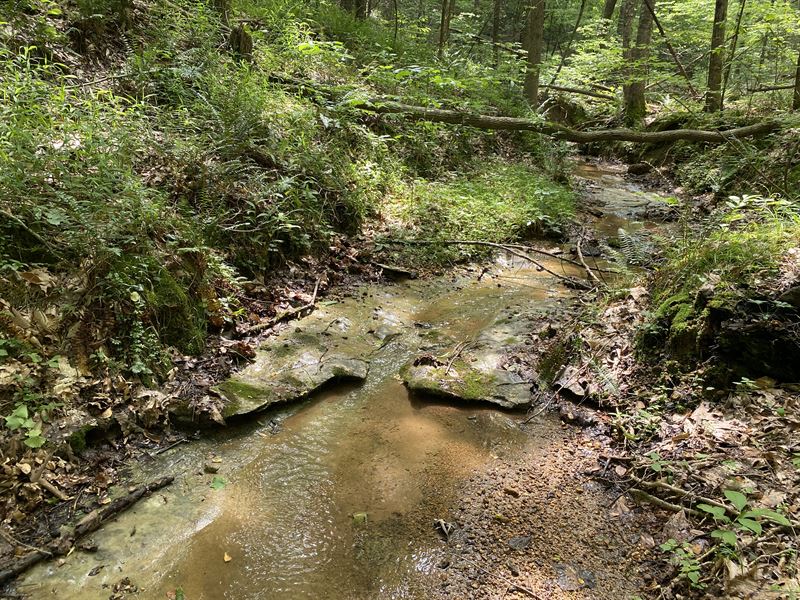 Wooded Land with Creek for Sale : Savannah : Hardin County : Tennessee