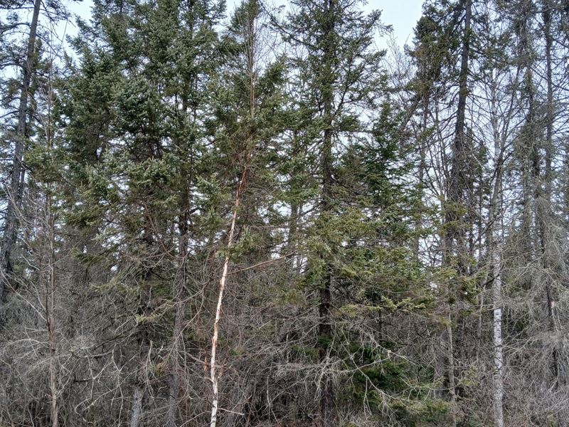 Manhardt Road Parcel : Minocqua : Oneida County : Wisconsin