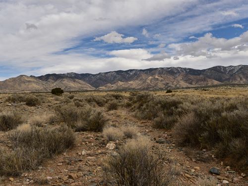 Spacious and Full of Potent : Belen : Valencia County : New Mexico