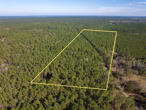 16 Acres, Adjoins National Forest : Apple Springs : Trinity County : Texas