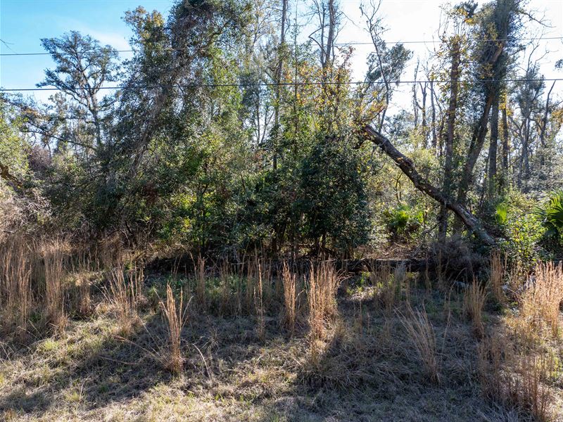 Naturally Wooded : Live Oak : Suwannee County : Florida