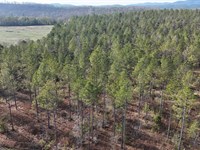 Gleneagles Tract 14 : Piedmont : Cherokee County : Alabama