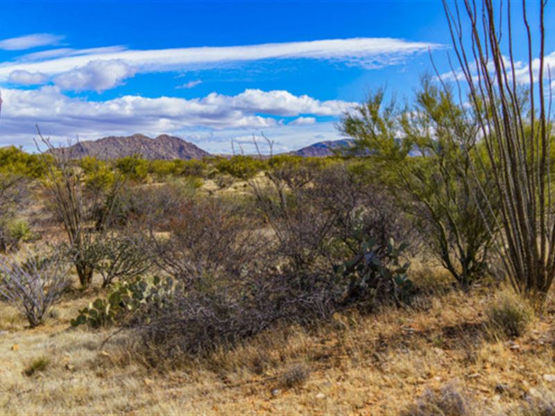 Explore Tucson's Sonoran Desert : Tucson : Pima County : Arizona