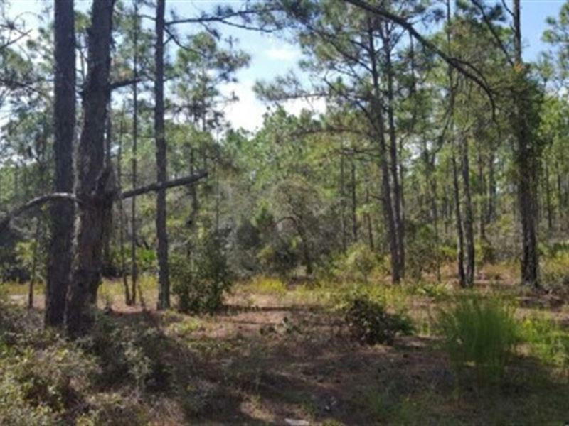 .23 Acres of Freedom : Lake Placid : Highlands County : Florida