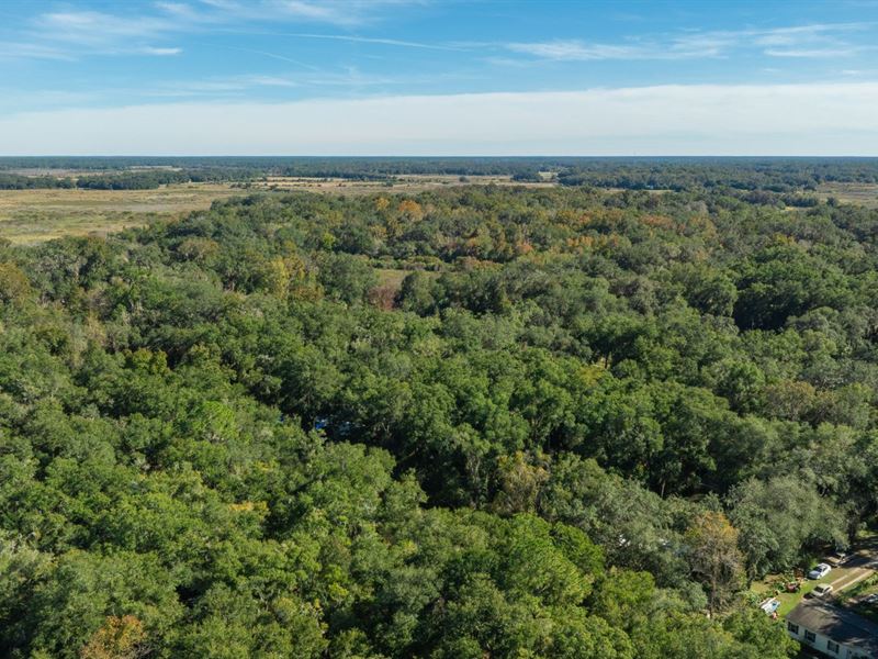 .38 Acre Citra FL Property : Citra : Marion County : Florida