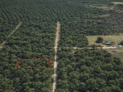 .31 Acre Wooded, Paved Access : Navasota : Grimes County : Texas