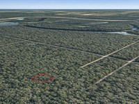 .21 Acre Wooded Trinity River Lot : Dayton : Liberty County : Texas
