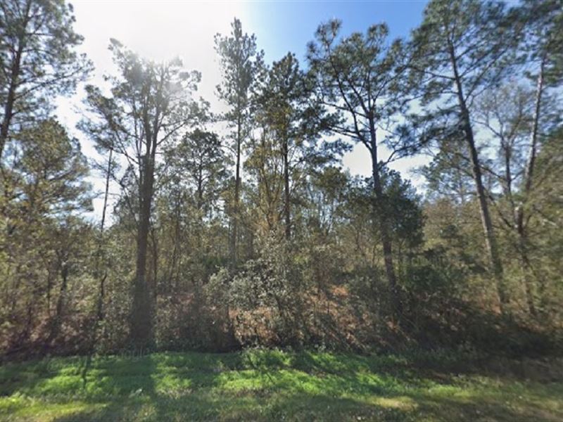 Land Opportunity Alert, $199 Down : Flagler Estates : Flagler County : Florida