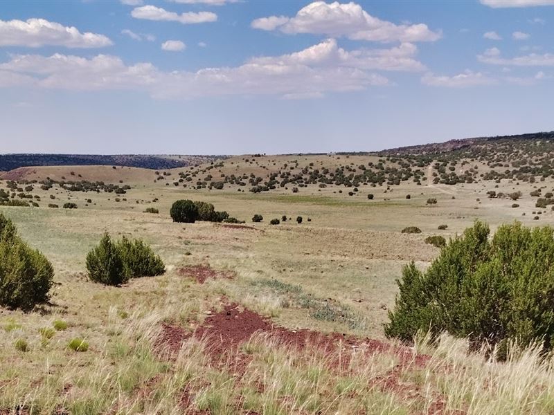 Off-Grid Escape in Concho Valley : Concho : Apache County : Arizona