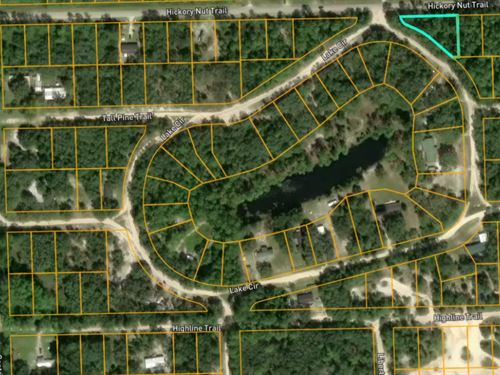 Welcome to Sunny Satsuma, FL : Satsuma : Putnam County : Florida