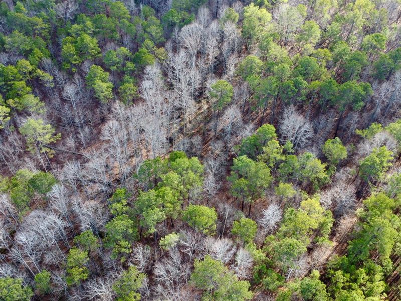 Turkey Pen Road Tract 2, 8.5 : Cragford : Clay County : Alabama
