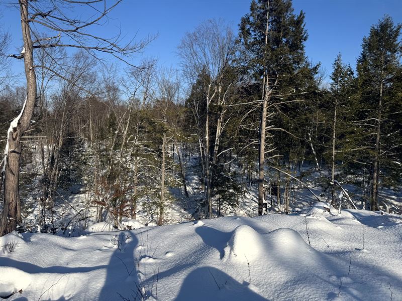 Rowell Woods : Camden : Oneida County : New York