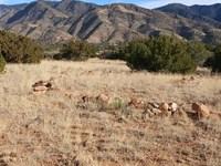 Off-Grid Ranch Land Near Manzano : Belen : Valencia County : New Mexico