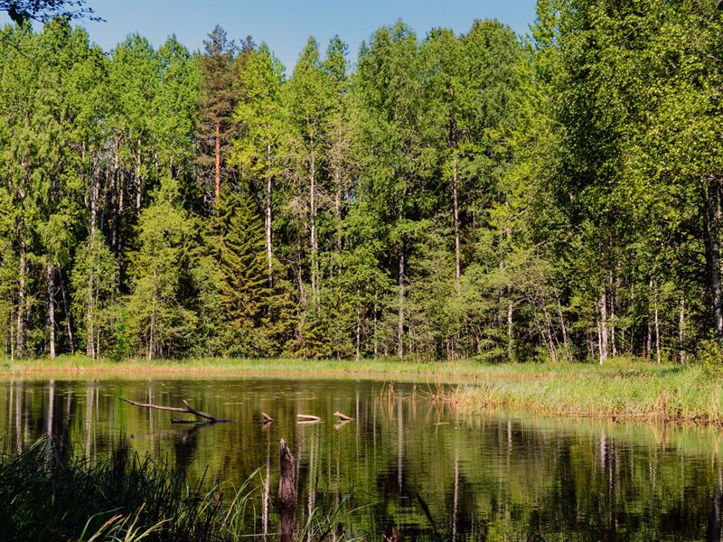 $6/Day to Own TX Land, Near Lake : Harleton : Harrison County : Texas