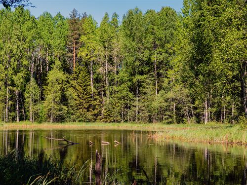 $6/Day to Own TX Land, Near Lake : Harleton : Harrison County : Texas