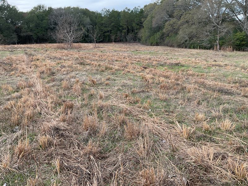 Chalker Road Lots 5-2+ Acre Lots : Opp : Covington County : Alabama