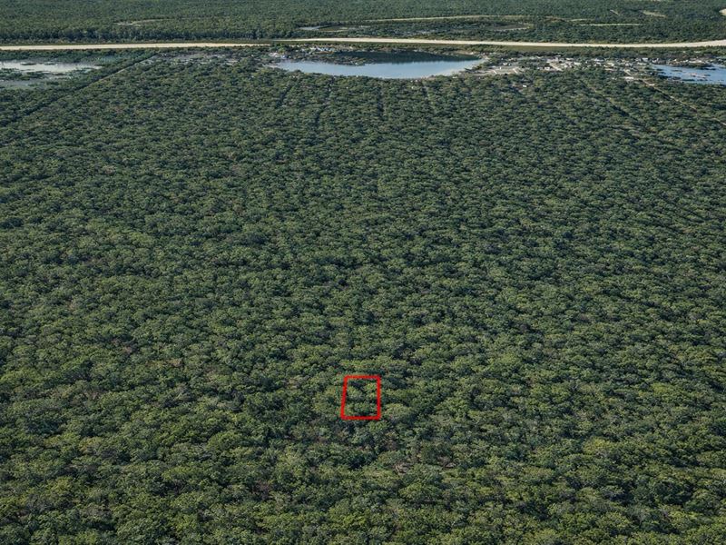 .11 Acre Wooded Near Old River Lake : Cleveland : Liberty County : Texas